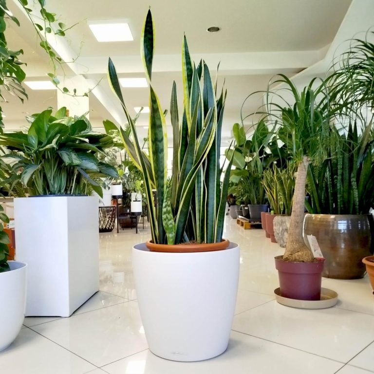 Sansewieria gwinejska (Sansevieria trifasciata 'Laurentii') 100cm