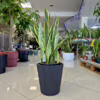 Sansewieria gwinejska (Sansevieria trifasciata 'Laurentii') 90cm