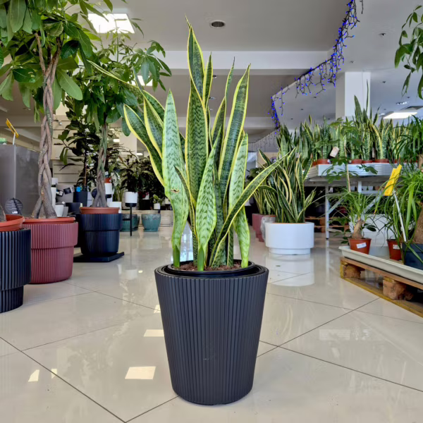 Sansewieria gwinejska (Sansevieria trifasciata 'Laurentii') 80-90cm
