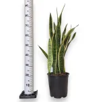 Sansewieria gwinejska (Sansevieria trifasciata 'Laurentii') 85cm