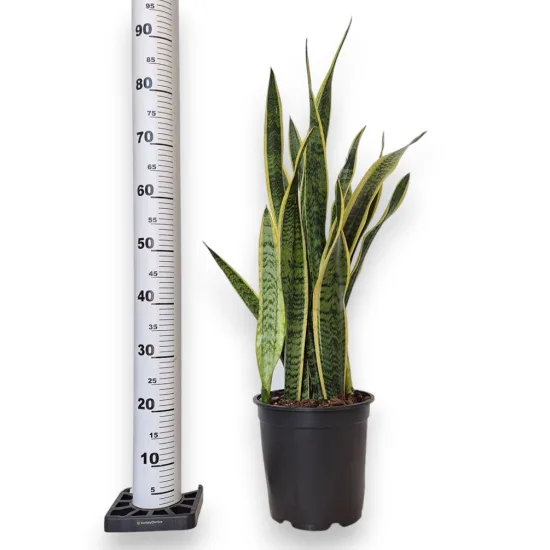 Sansewieria gwinejska (Sansevieria trifasciata 'Laurentii') 90cm