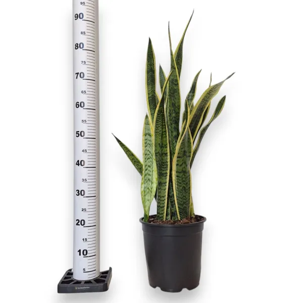 Sansewieria gwinejska (Sansevieria trifasciata 'Laurentii') 85cm
