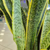 Sansewieria gwinejska (Sansevieria trifasciata ‘Laurentii’) 80-90cm