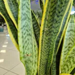 Sansewieria gwinejska (Sansevieria trifasciata 'Laurentii') 85cm