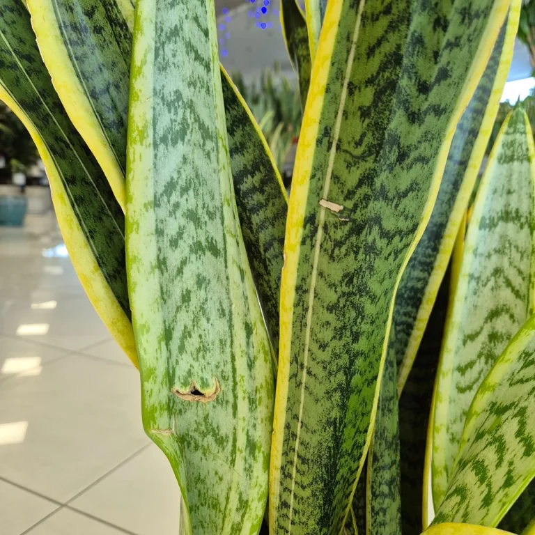 Sansewieria gwinejska (Sansevieria trifasciata 'Laurentii') 85cm