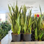 Sansewieria gwinejska (Sansevieria trifasciata 'Laurentii') 85cm
