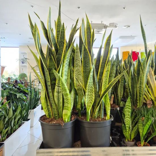 Sansewieria gwinejska (Sansevieria trifasciata 'Laurentii') 90cm