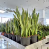 Sansewieria gwinejska (Sansevieria trifasciata ‘Laurentii’) 80-90cm