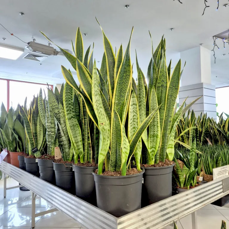 Sansewieria gwinejska (Sansevieria trifasciata 'Laurentii') 85cm