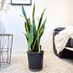 Sansewieria gwinejska (Sansevieria trifasciata 'Laurentii') 85cm