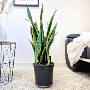 Sansewieria gwinejska (Sansevieria trifasciata 'Laurentii') 85cm
