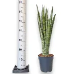Sansewieria gwinejska (Sansevieria trifasciata 'Zelenica') 65cm