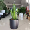 Sansewieria gwinejska (Sansevieria trifasciata ‘Laurentii’) 60-70cm
