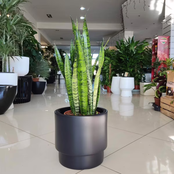 Sansewieria gwinejska (Sansevieria trifasciata 'Laurentii') 60-70cm