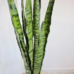 Sansewieria gwinejska (Sansevieria trifasciata 'Zelenica') 65cm