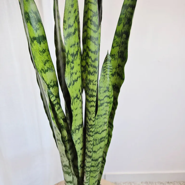 Sansewieria gwinejska (Sansevieria trifasciata 'Zelenica') 65cm