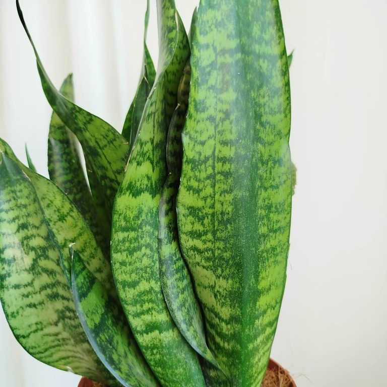 Sansewieria gwinejska (Sansevieria trifasciata 'Zelenica') 50 cm