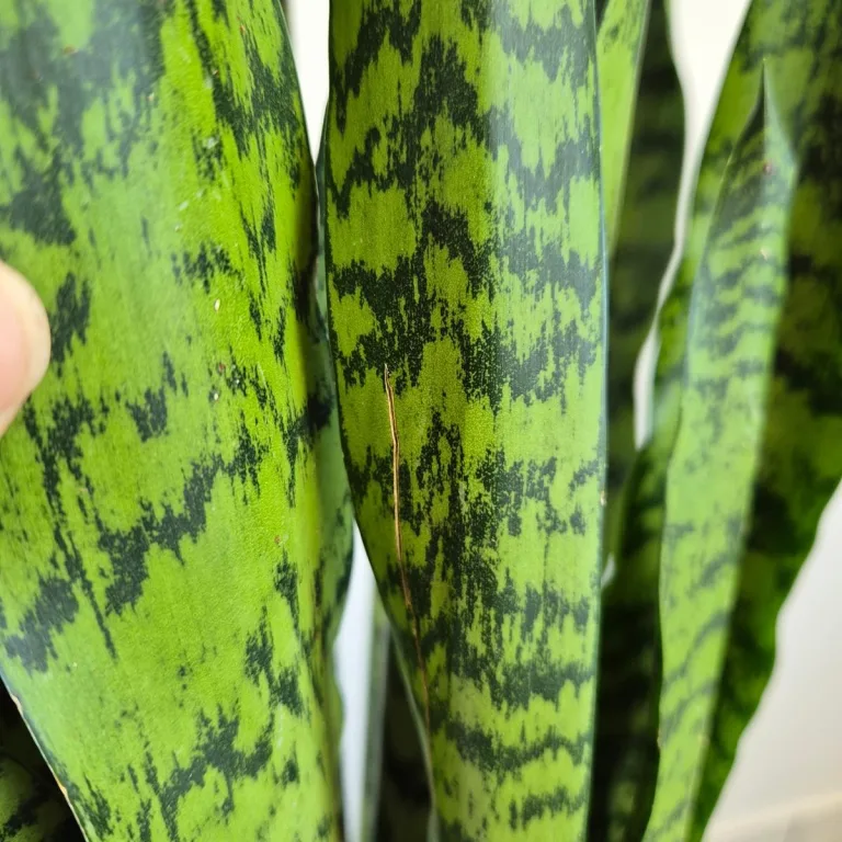 Sansewieria gwinejska (Sansevieria trifasciata 'Zelenica') 65cm