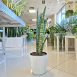 Sansewieria gwinejska (Sansevieria trifasciata 'Zelenica') 65cm