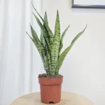 Sansewieria gwinejska (Sansevieria trifasciata 'Zelenica') 50cm
