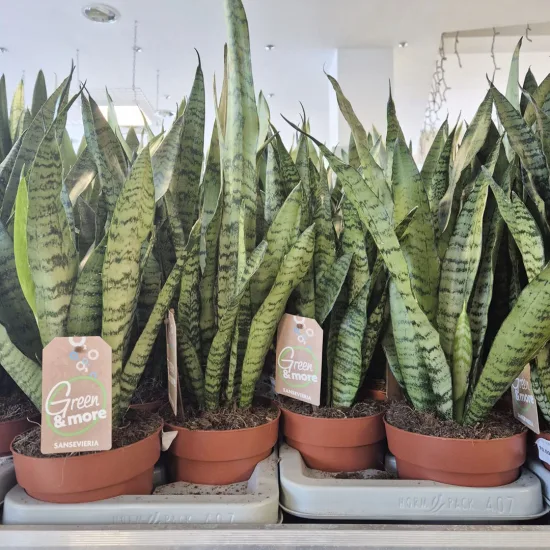 Sansewieria-gwinejska-Sansevieria-trifasciata-Zelenica-50cm