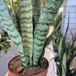 Sansewieria gwinejska (Sansevieria trifasciata 'Zelenica') 50cm