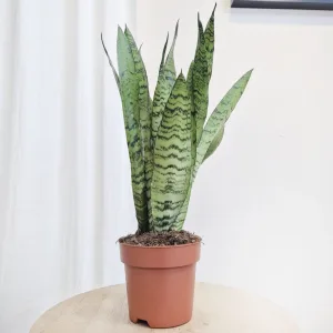 Sansewieria gwinejska (Sansevieria trifasciata 'Zelenica') 50cm