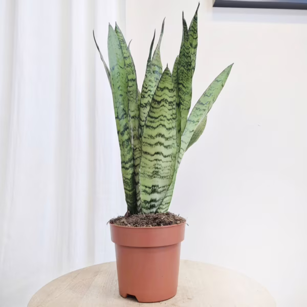 Sansewieria gwinejska (Sansevieria trifasciata 'Zelenica') 50cm