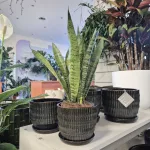 Sansewieria gwinejska (Sansevieria trifasciata 'Zelenica') 50cm