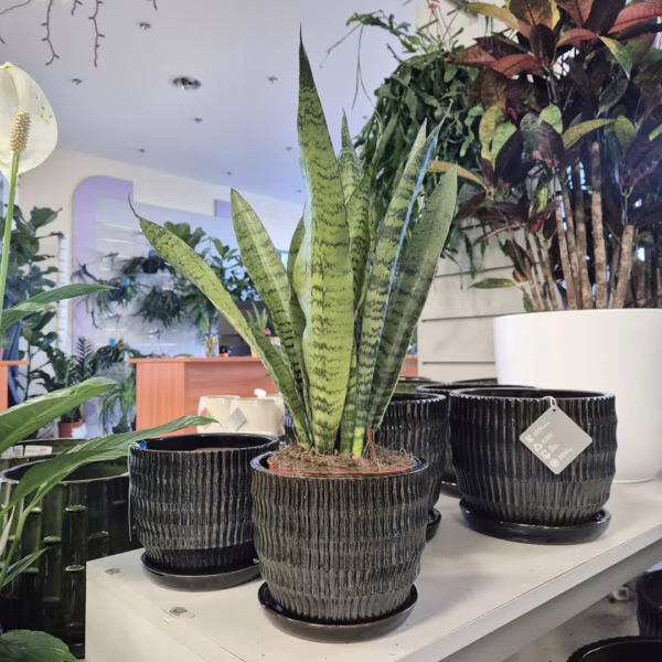 Sansewieria gwinejska (Sansevieria trifasciata 'Zelenica') 45-50cm