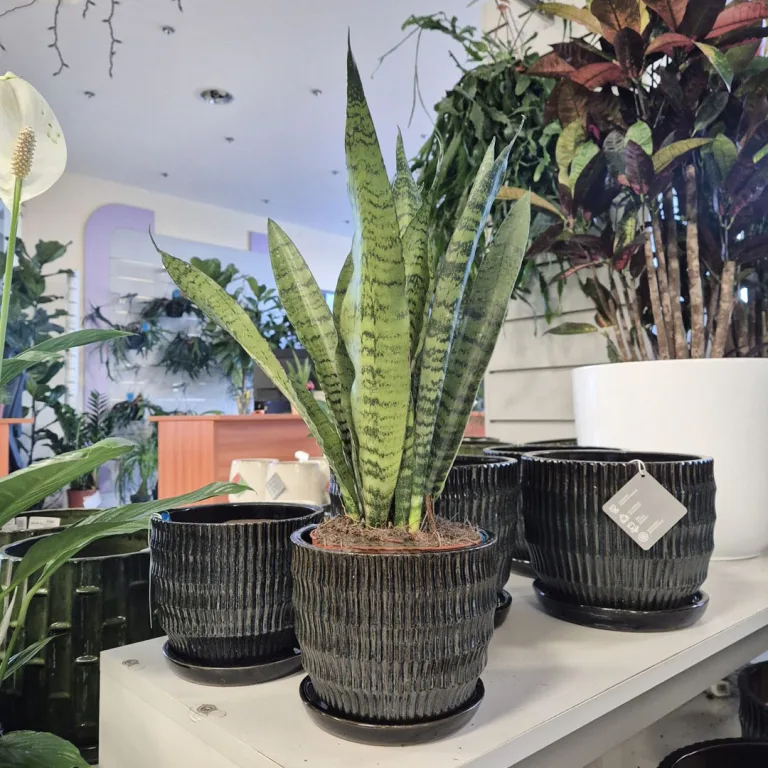 Sansewieria gwinejska (Sansevieria trifasciata 'Zelenica') 50cm