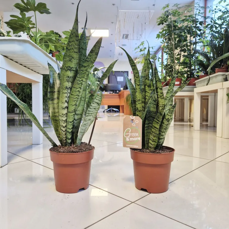 Sansewieria gwinejska (Sansevieria trifasciata 'Zelenica') 50cm
