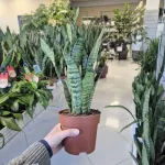 Sansewieria gwinejska (Sansevieria trifasciata 'Zelenica') 50cm