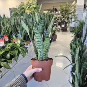Sansewieria gwinejska (Sansevieria trifasciata 'Zelenica') 50cm