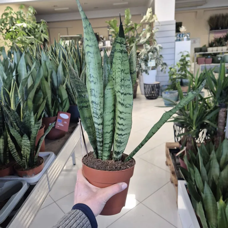 Sansewieria gwinejska (Sansevieria trifasciata 'Zelenica') 50cm