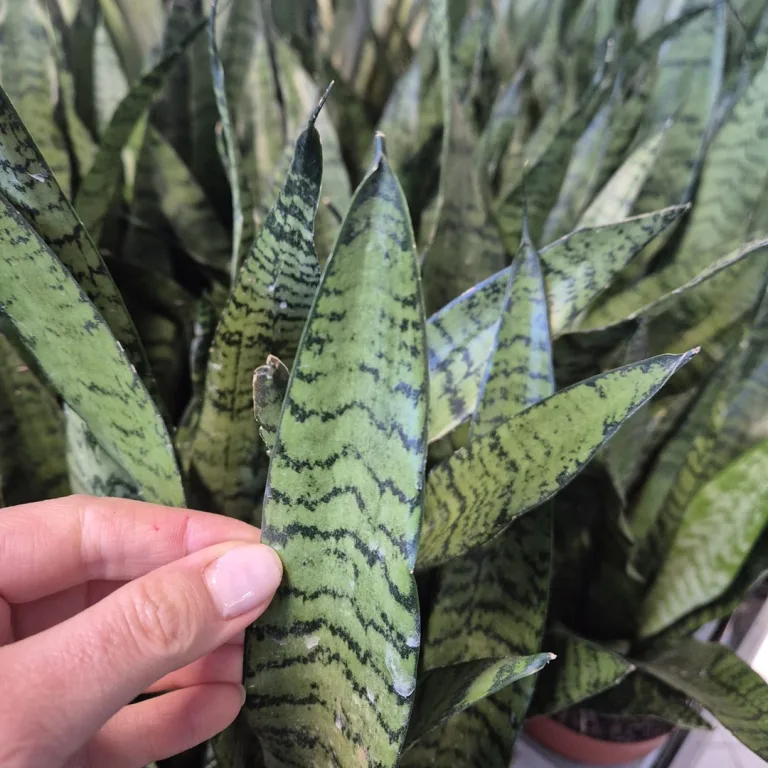Sansewieria gwinejska (Sansevieria trifasciata 'Zelenica') 50cm