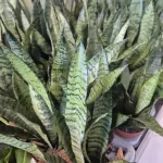 Sansewieria gwinejska (Sansevieria trifasciata 'Zelenica') 50cm
