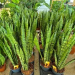 Sansewieria gwinejska (Sansevieria trifasciata 'Zelenica') 65cm