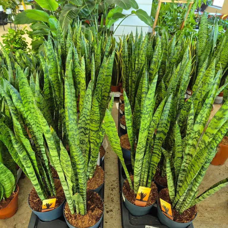 Sansewieria gwinejska (Sansevieria trifasciata 'Zelenica') 65cm