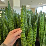 Sansewieria gwinejska (Sansevieria trifasciata 'Zelenica') 65cm