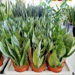 Sansewieria gwinejska (Sansevieria trifasciata 'Zelenica') 50 cm