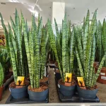 Sansewieria gwinejska (Sansevieria trifasciata 'Zelenica') 65cm