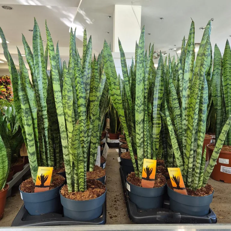 Sansewieria gwinejska (Sansevieria trifasciata 'Zelenica') 65cm