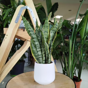 Sansewieria gwinejska (Sansevieria trifasciata 'Laurentii') 40-50cm