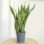 Sansewieria gwinejska (Sansevieria trifasciata 'Laurentii') 45cm