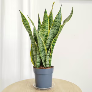 Sansewieria gwinejska (Sansevieria trifasciata 'Laurentii') 40-50cm
