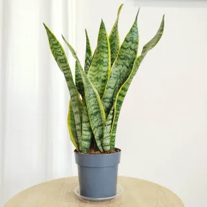Sansewieria gwinejska (Sansevieria trifasciata 'Laurentii') 45cm