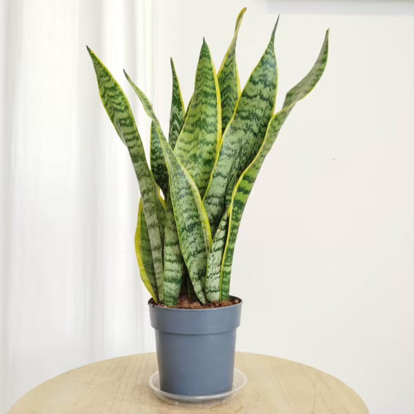 Sansewieria gwinejska (Sansevieria trifasciata 'Laurentii') 40-50cm
