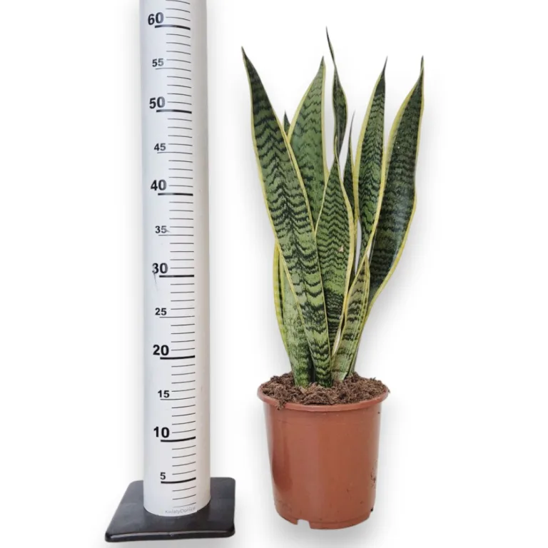 Sansewieria gwinejska (Sansevieria trifasciata 'Laurentii') 60cm