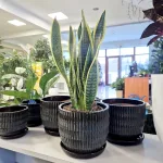 Sansewieria gwinejska (Sansevieria trifasciata 'Laurentii') 60cm